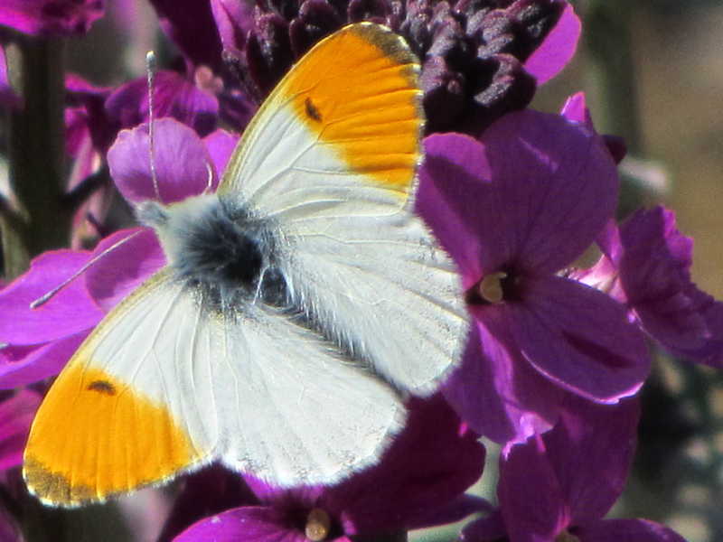 Wildlife in Wales, Accommodation Mid Wales