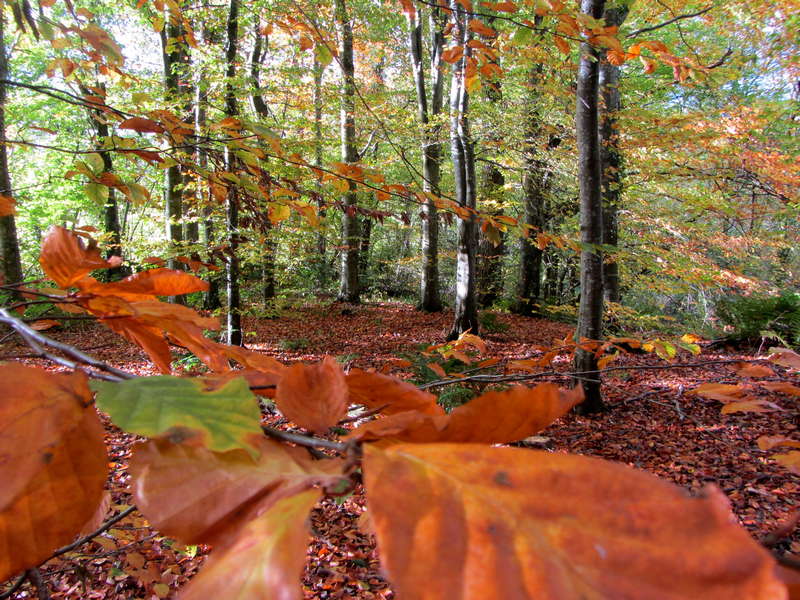 Weekend Breaks in Mid Wales, Gay Friendly B and B